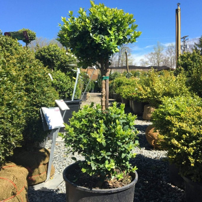 Green Mountain Boxwood 2 Ball Topiary for Sale | Garden Goods Direct