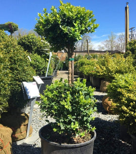 Green Mountain Boxwood 2 Ball Topiary