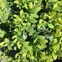 Boxwood Green Mountain evergreen shrub close up with green foliage