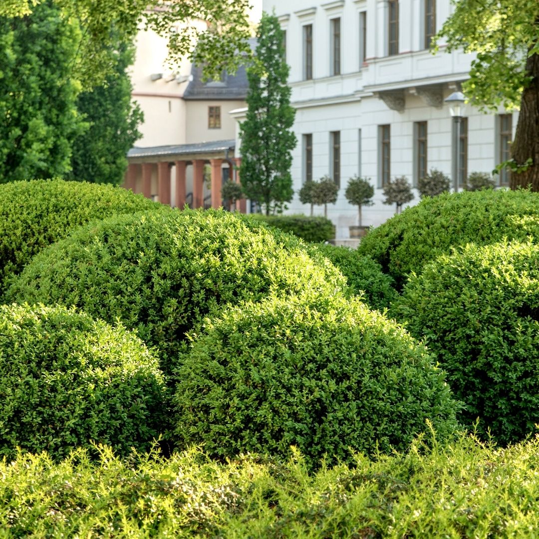 bushdebrunt SIDE KICK オリーブ SPRINTER® Boxwood – Creekside Nursery, Inc