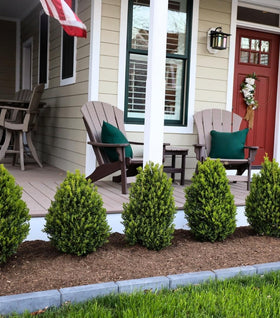 Green Mountain Boxwood