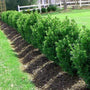 green mountain boxwood hedge