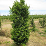 green pillar boxwood evergreen shrub