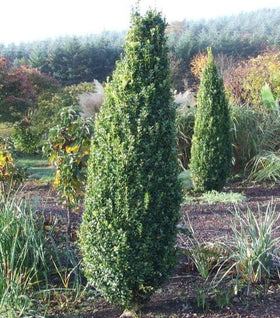 Green Pillar Boxwood