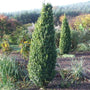 tall green pillar boxwoods in full growth with evergreen foliage