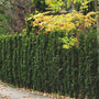 Green Pillar Boxwood as privacy screen