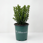 A small green leafy plant in a dark green nursery pot with the text 'Moss Rose GARDEN GOODS' printed on the side, set against a plain white background.