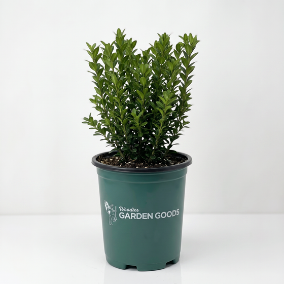 A small green leafy plant in a dark green nursery pot with the text 'Moss Rose GARDEN GOODS' printed on the side, set against a plain white background.