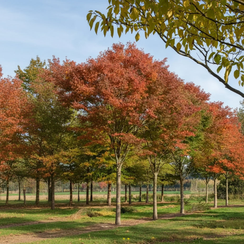 Green Vase Zelkova for Sale | Vase-Shaped Shade Tree