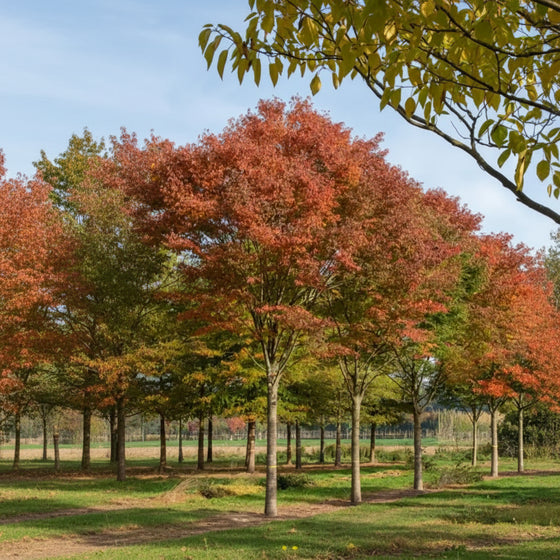 Green Vase Zelkova Tree with upright vase-shaped canopy and fine green foliage growing as a large shade tree
