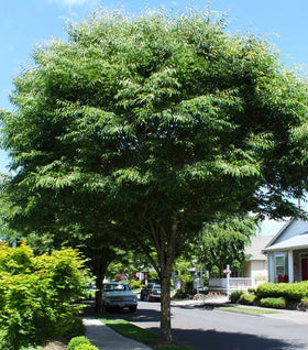 Green Vase Zelkova Tree