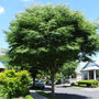 Zelkova serrata Green Vase with upright arching branches used as a street tree