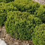 Dwarf Velvet Green Boxwood Shrub dense evergreen foliage