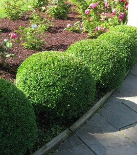 Green Velvet Boxwood