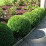 Boxwood green velvet trimmed