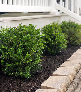 Green Velvet Boxwood