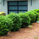 Green Mountain Boxwood