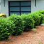 row of green mountain boxwood shrubs