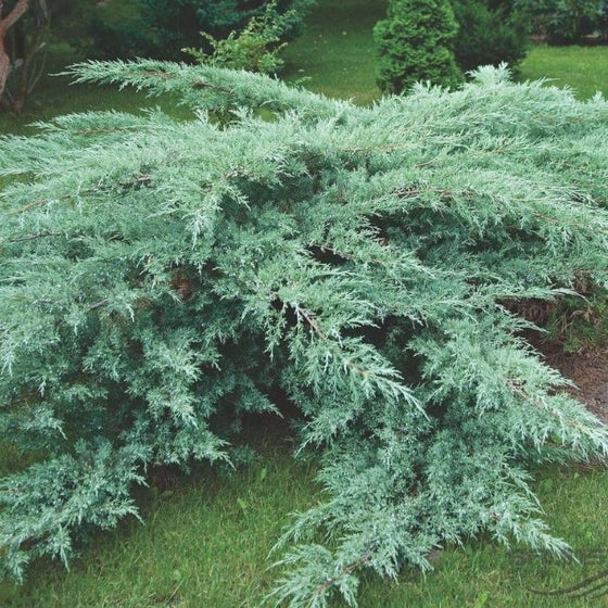 grey owl juniper sold online has blueish green foliage