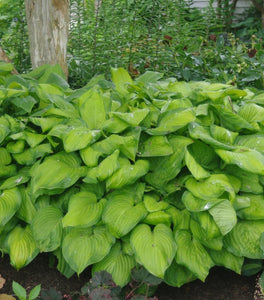 Guacamole Hosta