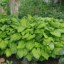 Award-winning Hosta Guacamole planted with ferns and shade perennials