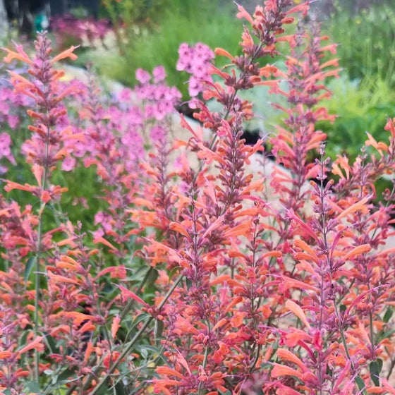 Guava Lava Hyssop growing in a dry sunny garden with drought-tolerant perennials