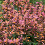 Close-up of Guava Lava Agastache showing coral-orange tubular flowers and mauve-pink calyxes