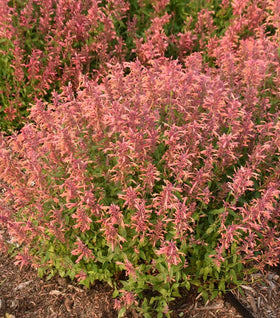 Guava Lava Agastache