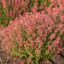 Guava Lava Agastache with coral-orange flowers and mauve-pink calyxes blooming in a sunny pollinator garden