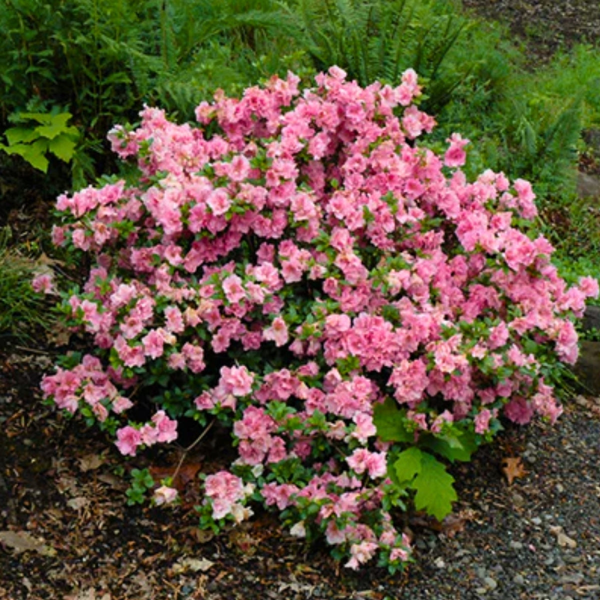 Gumpo Pink Azalea | Dwarf Evergreen Shrub With Pink Spring Blooms