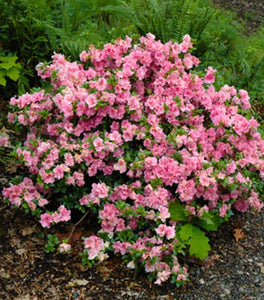 Gumpo Pink Azalea
