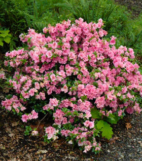 Gumpo Pink Azalea