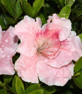 Gumpo Pink Azalea