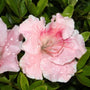 light pink blooms of the azalea gumpo pink shrubs