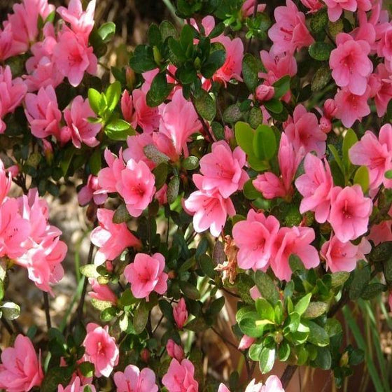 bright pink Flowers of Azalea Gumpo Pink Shrubs