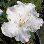 Up close on a Azalea Gumpo White Gumpo in bloom