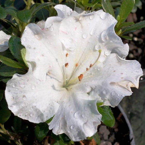 Up close on a Azalea Gumpo White Gumpo in bloom