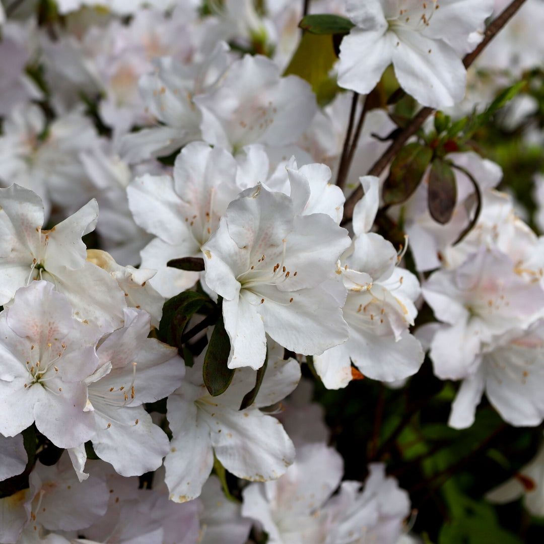 Buy Gumpo White Azalea Online | Garden Goods Direct