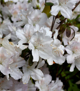 Gumpo White Azalea