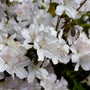bright white blooms on gumpo white azalea