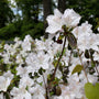 early spring blooms on white azalea bush
