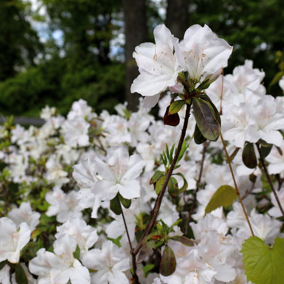 early spring blooms on white azalea bush