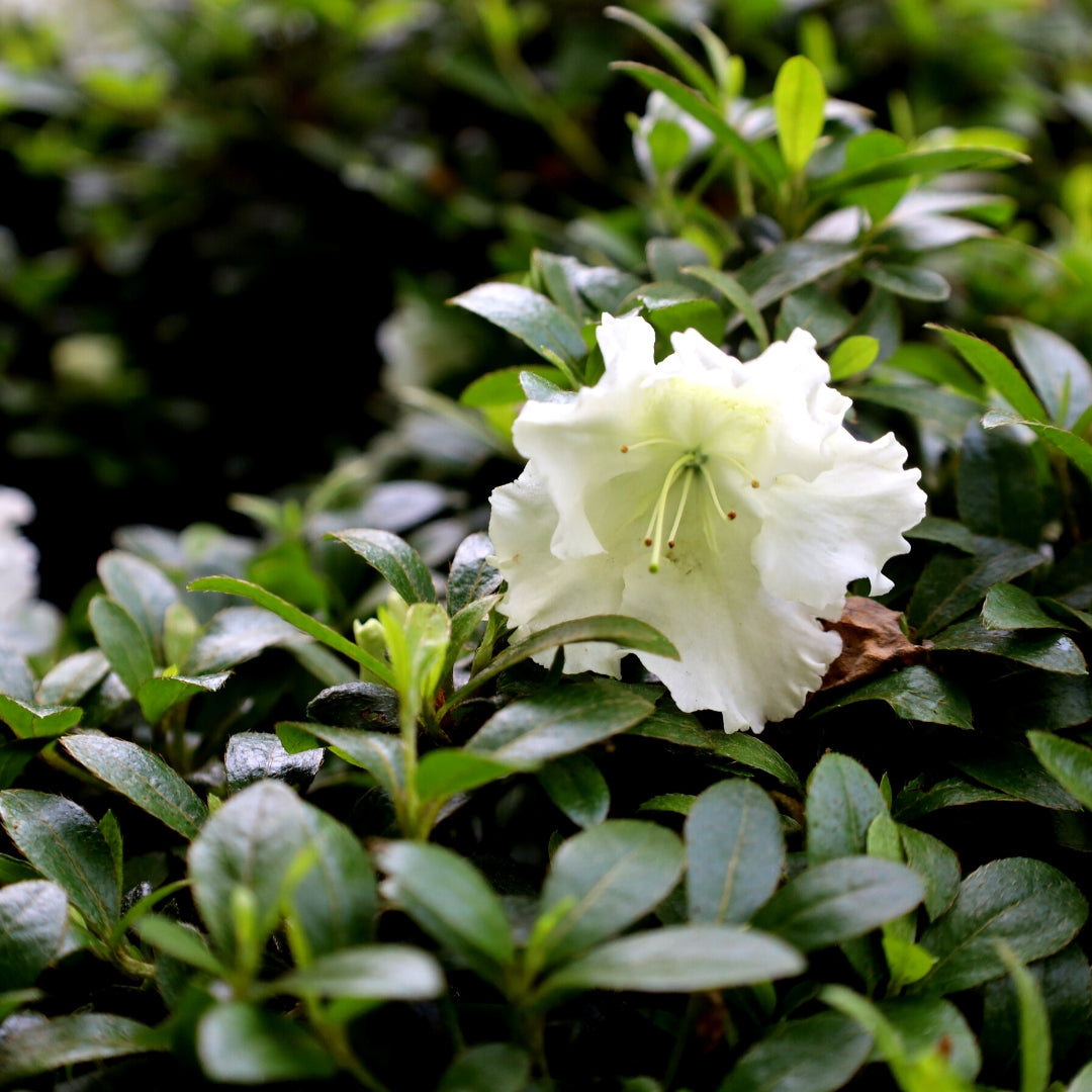 White Azalea