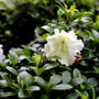 bright white gumpo azalea