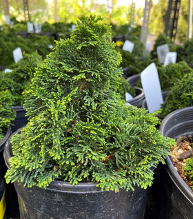 Hage Hinoki Cypress