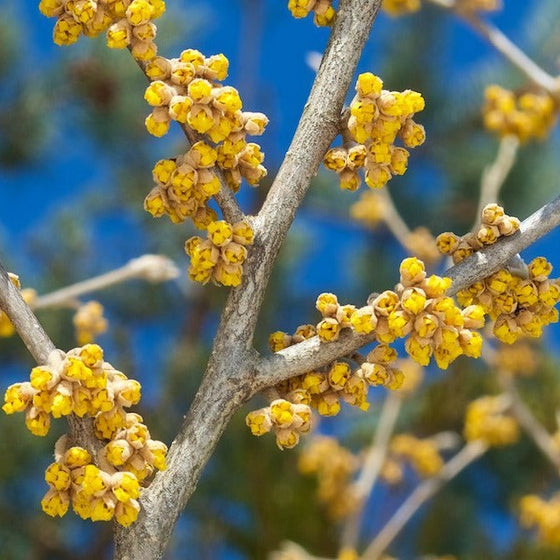 Hamamelis Vernalis Shrubs yellow flowers budding