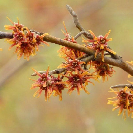 Hamamelis Vernalis Amethyst Shrubs has pinkish purple blooms