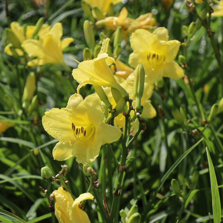 daylily indoor plant Happy Returns Daylily