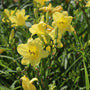 Buttery yellow summer blooms on Happy Returns Daylily 