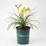 Happy Returns Daylily with lemon-yellow reblooming flowers blooming in a sunny perennial garden
